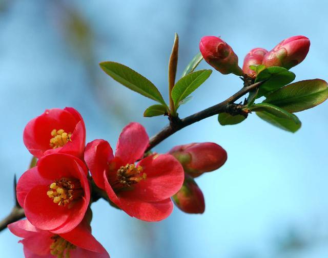 一杯茶小海棠全国论坛究竟是什么？