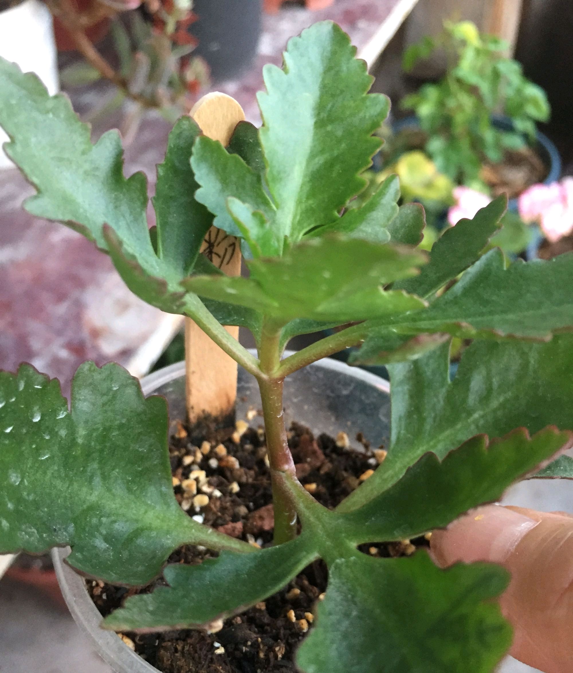 寒露以后长寿花打顶晚不晚?两种处理方法两种不同效果