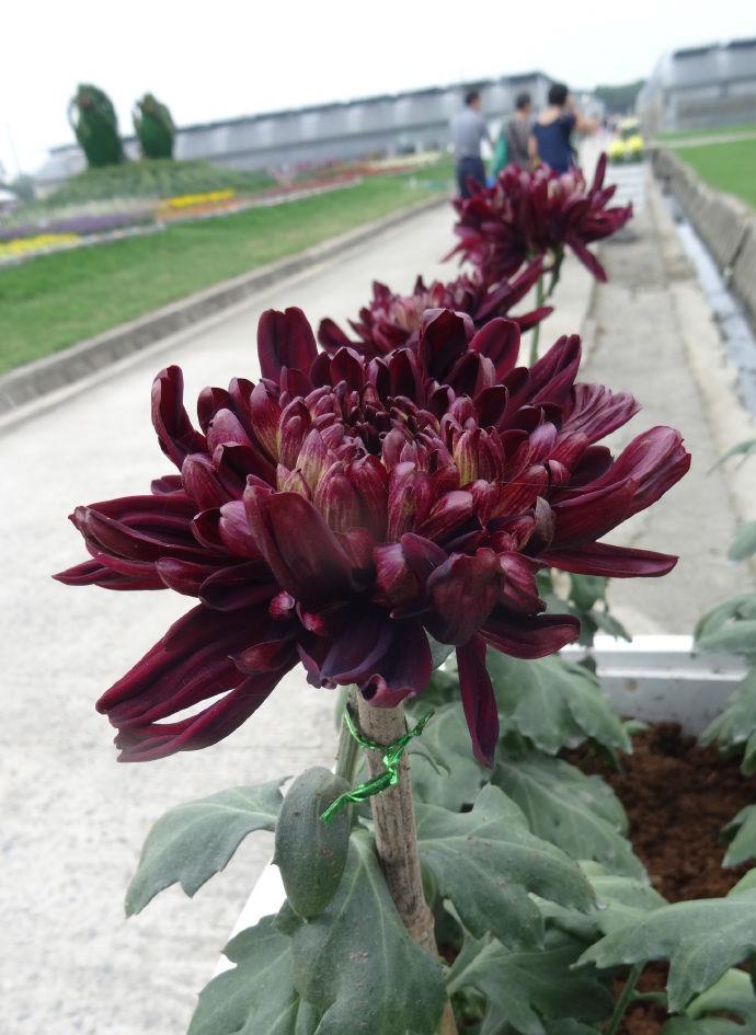 喜欢菊花,就养盆"五大名菊"墨荷,花似墨色荷花,高贵典雅