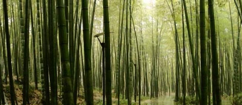 电影《十面埋伏》的取景地,碧浪万顷的茶山竹海,美丽又壮观