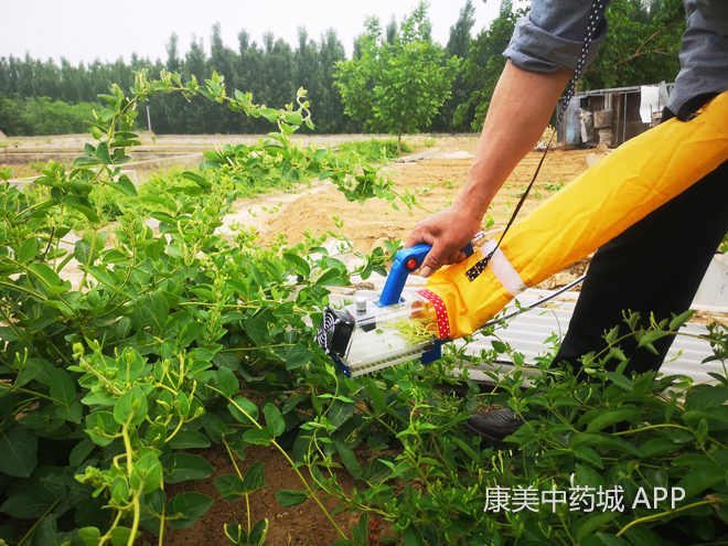 五月和风绿犹新,山东平邑忙"摘金"|金银花|花苗|花蕾_新浪新闻