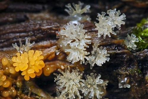 外星生命会留下什么痕迹陨石中的微生物可以帮我们寻找他