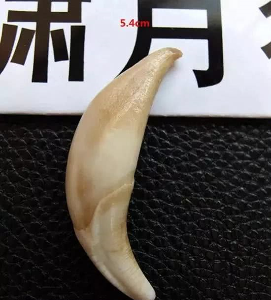 狼牙与狗牙的详细区分