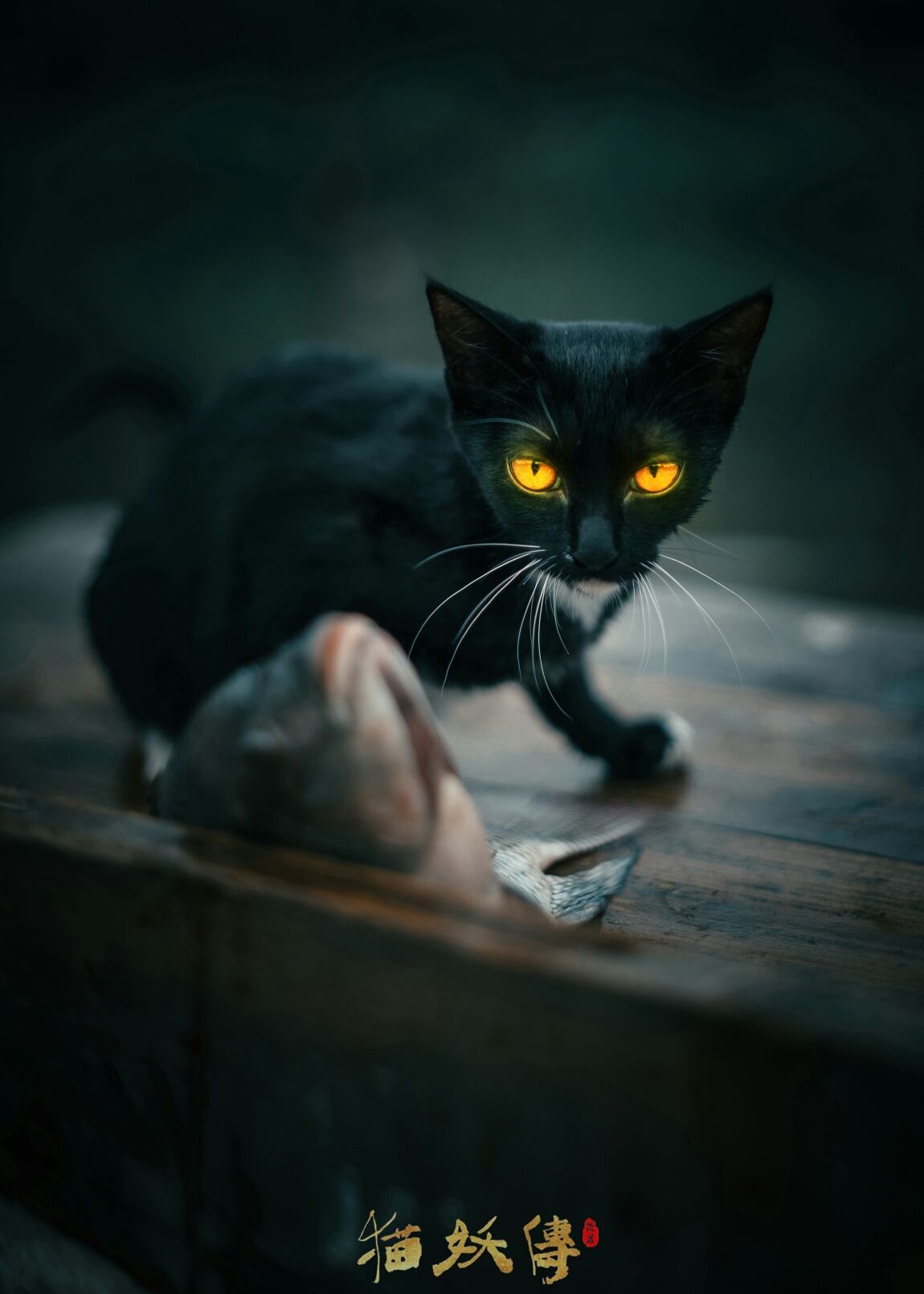 万圣节之猫妖传