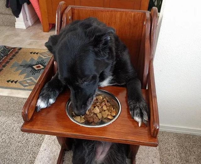 这只狗狗必须站着吃饭,知道真相后,网友好心疼!