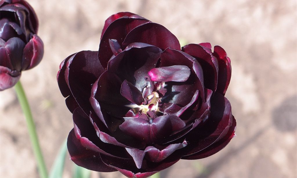 夜皇后,色彩罕见的黑郁金香