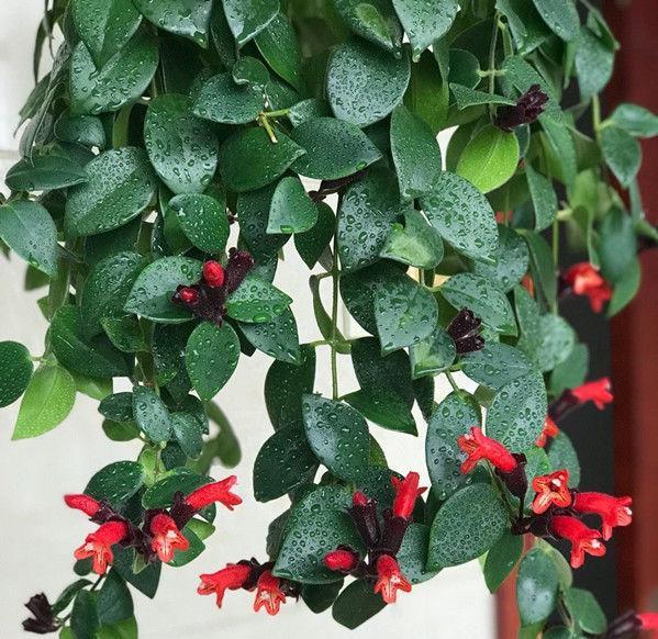 就养盆"高档玫瑰"伊芙is,花色渐变,花开高雅华贵|伊芙|鼠尾草|吊兰