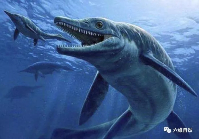 成年的龙王鲸长达18～21米,几乎没有天敌,只是当龙王鲸在海里优哉游哉