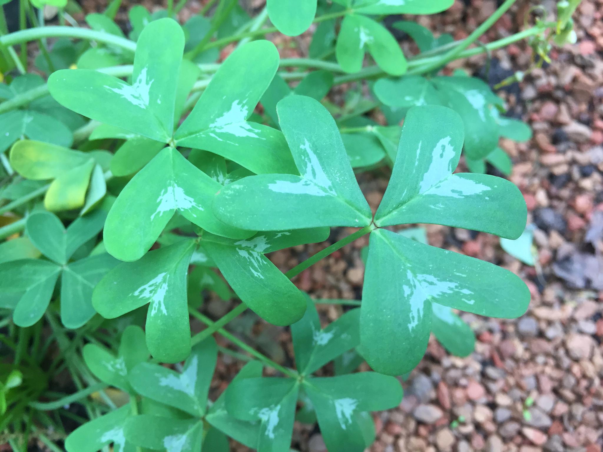 各种酢浆草你认识几种(手机拍于上海植物园)