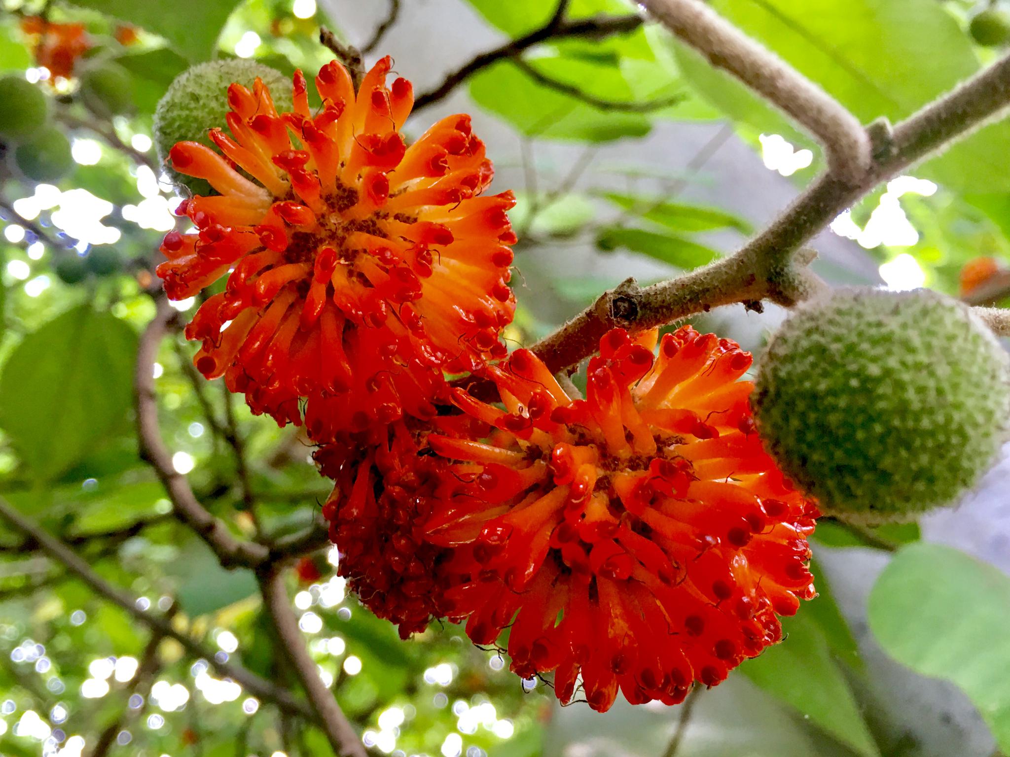 火红的构树果实