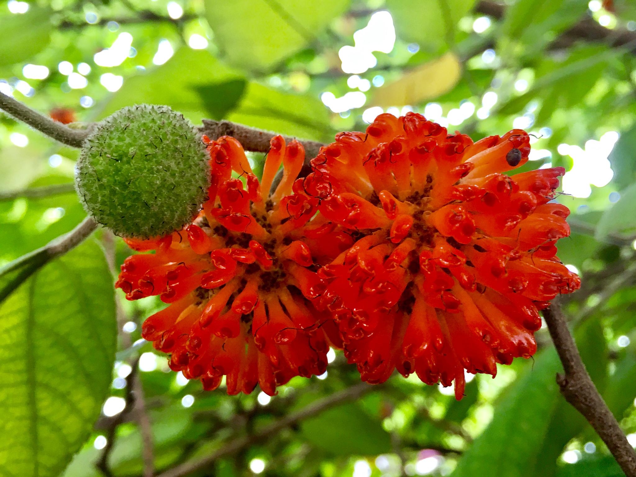 火红的构树果实