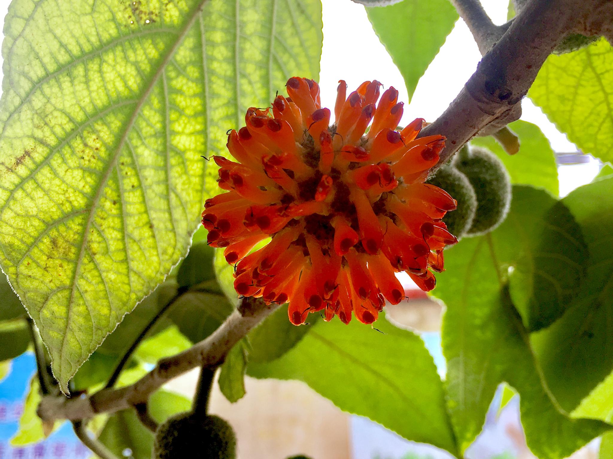 火红的构树果实