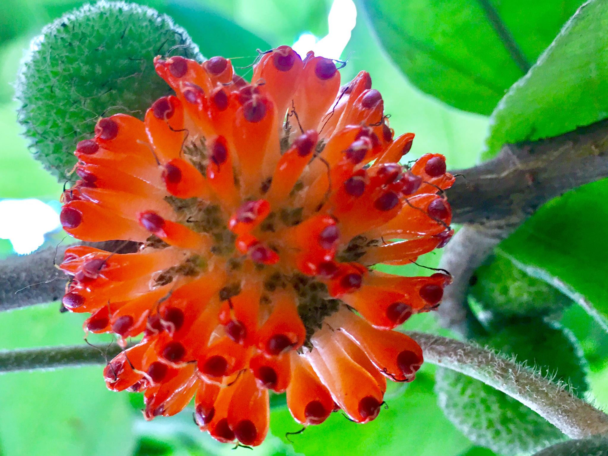 火红的构树果实