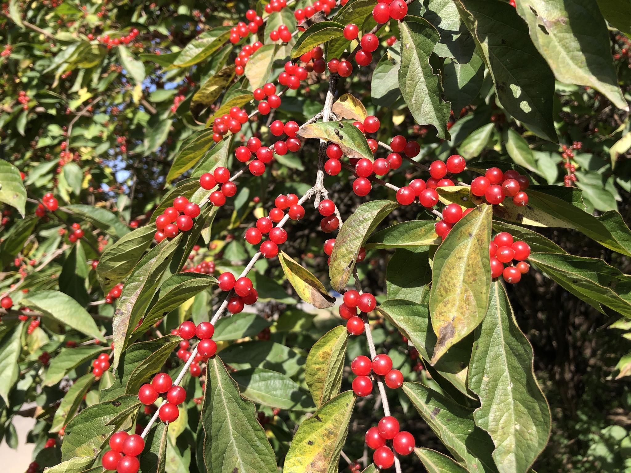 秋日红果:金银木,北京奥森