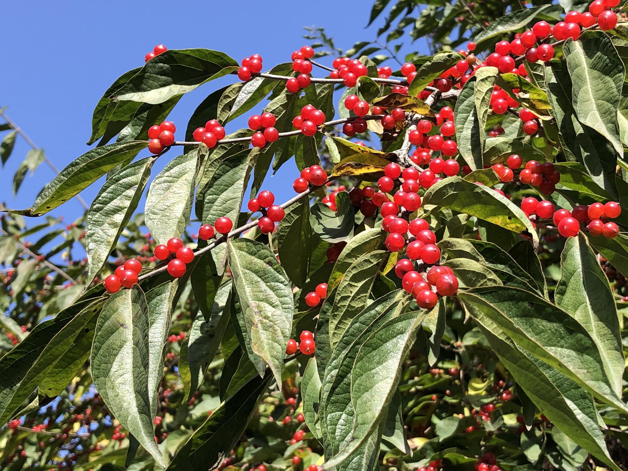 秋日红果:金银木,北京奥森
