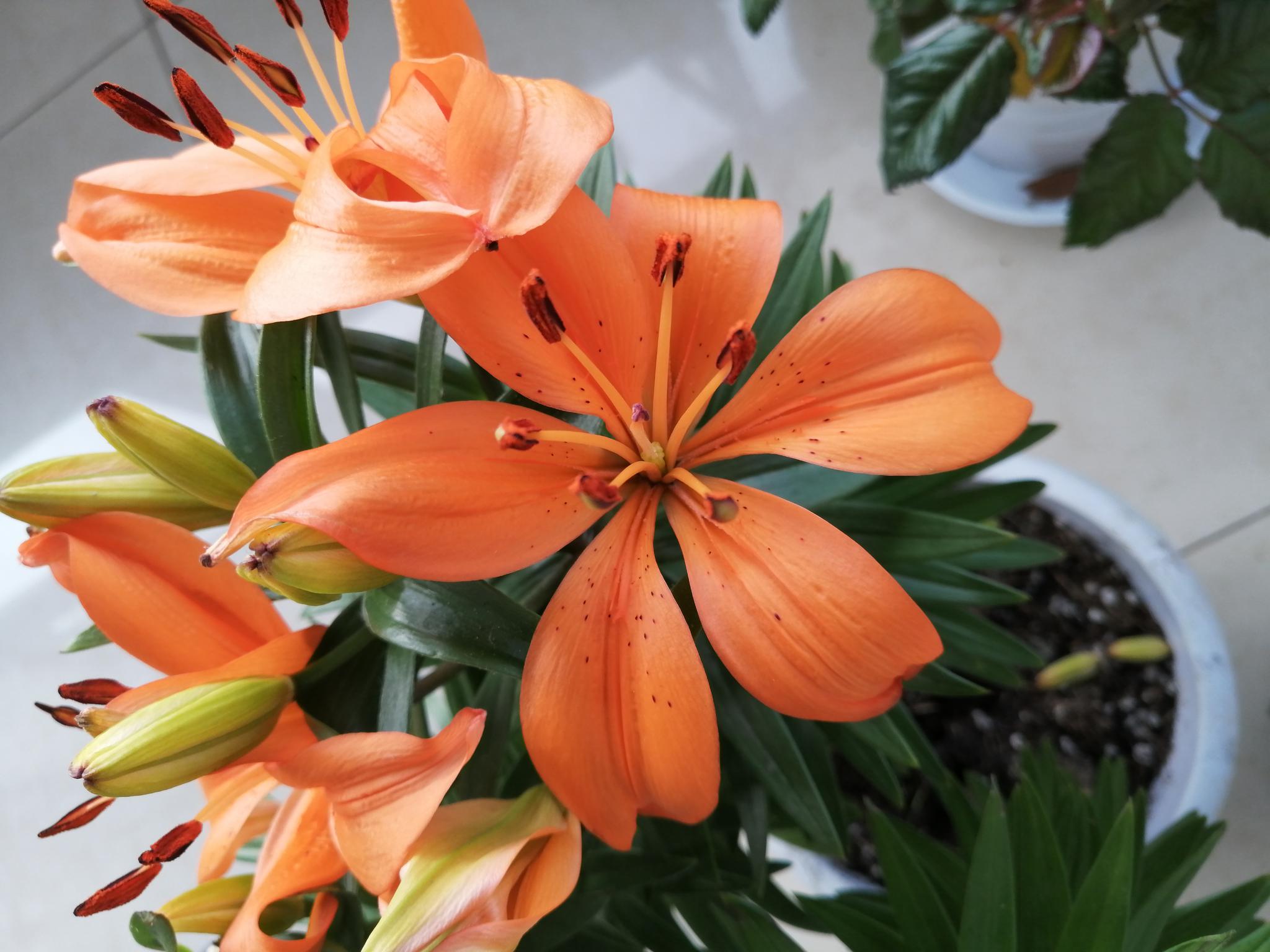 鼠年正月十二 来阳台上欣赏百合花 花儿自然绽放 鼠年正月十二 来阳台上欣赏百合花 花儿自然绽放