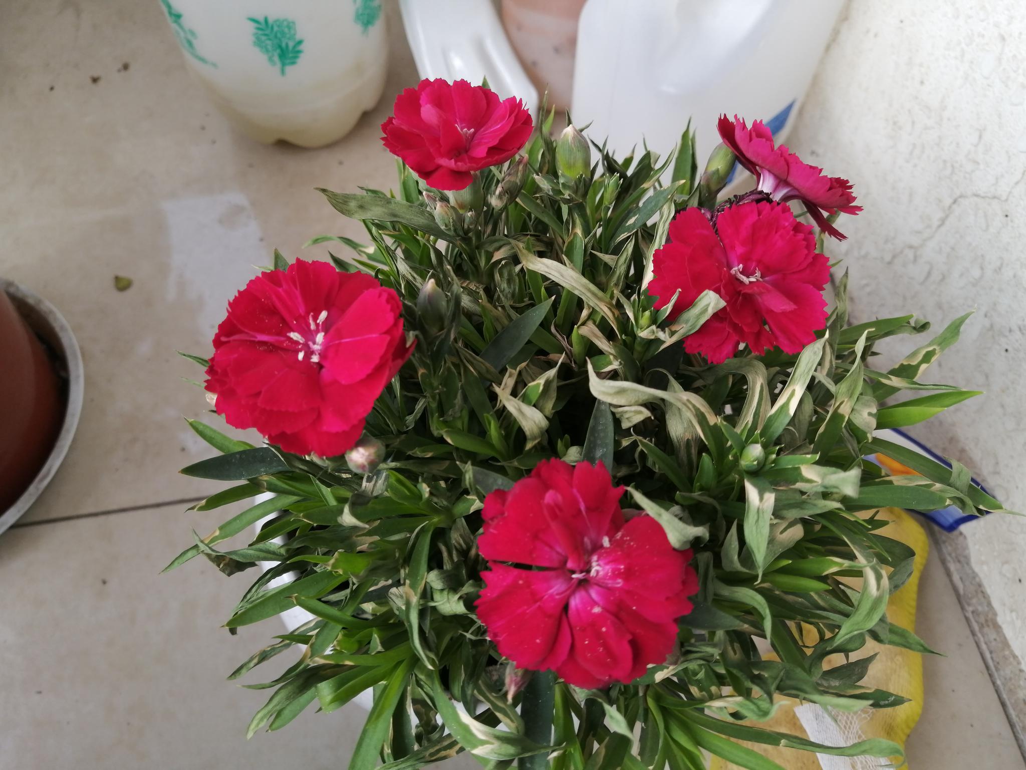 鼠年正月十二 来阳台上欣赏石竹花 花儿自然绽放