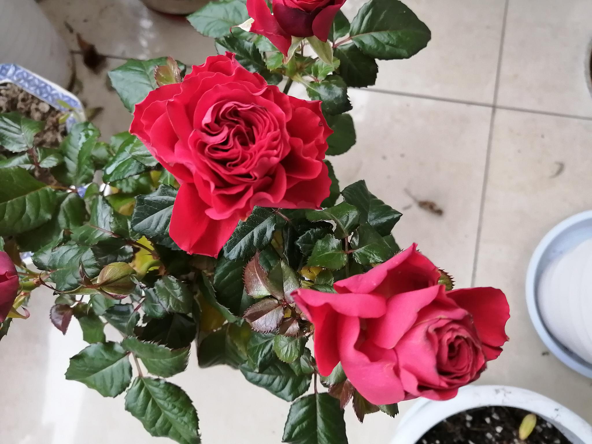 正月十三 清晨来阳台欣赏玫瑰花 盆栽玫瑰花儿自然绽放 高清图集 新浪网