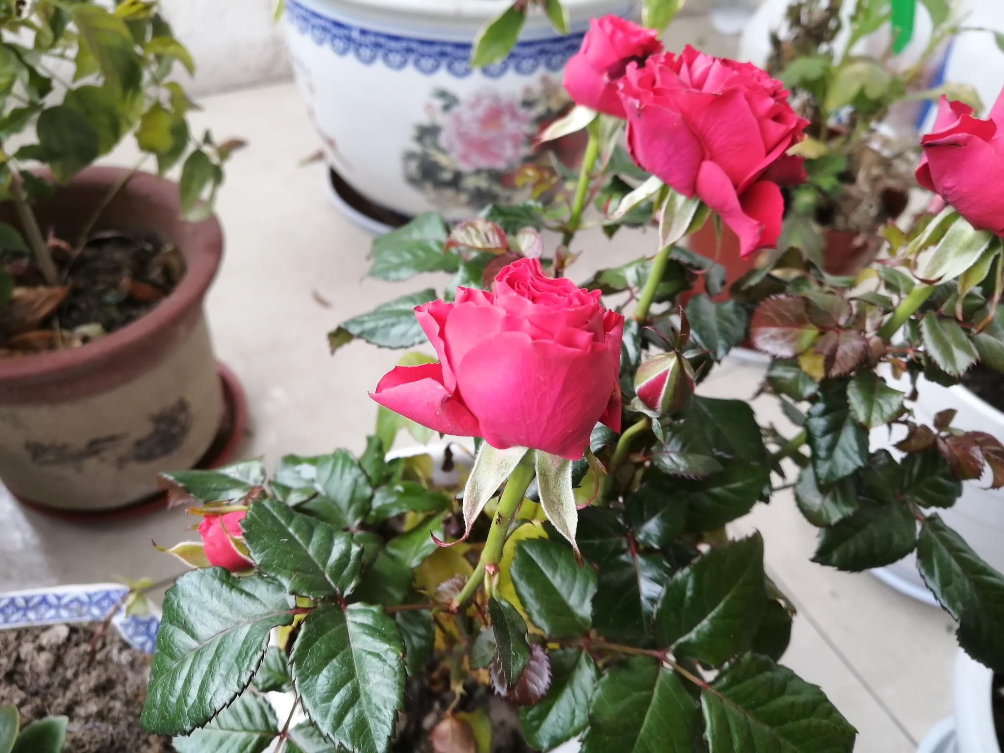 正月十三 清晨来阳台欣赏玫瑰花 盆栽玫瑰花儿自然绽放