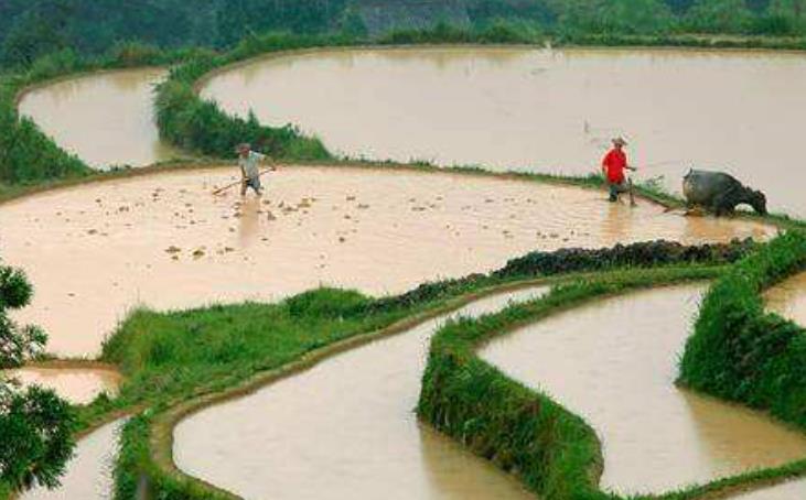 俗语:"二龙治水,十一牛耕田,十人分饼",老祖宗有何含义?