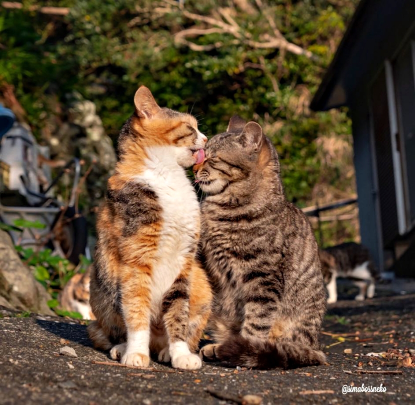 一位摄影师"猫的互动"作品系列:温馨,治愈,爱情与激情