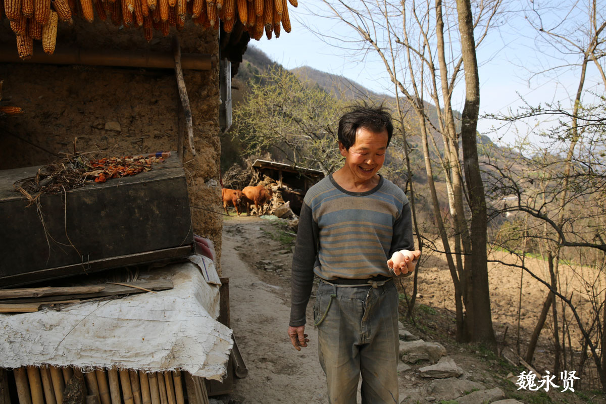 深山里的单身大叔,2头牛20亩地,说山里的生活自由清爽有奔头