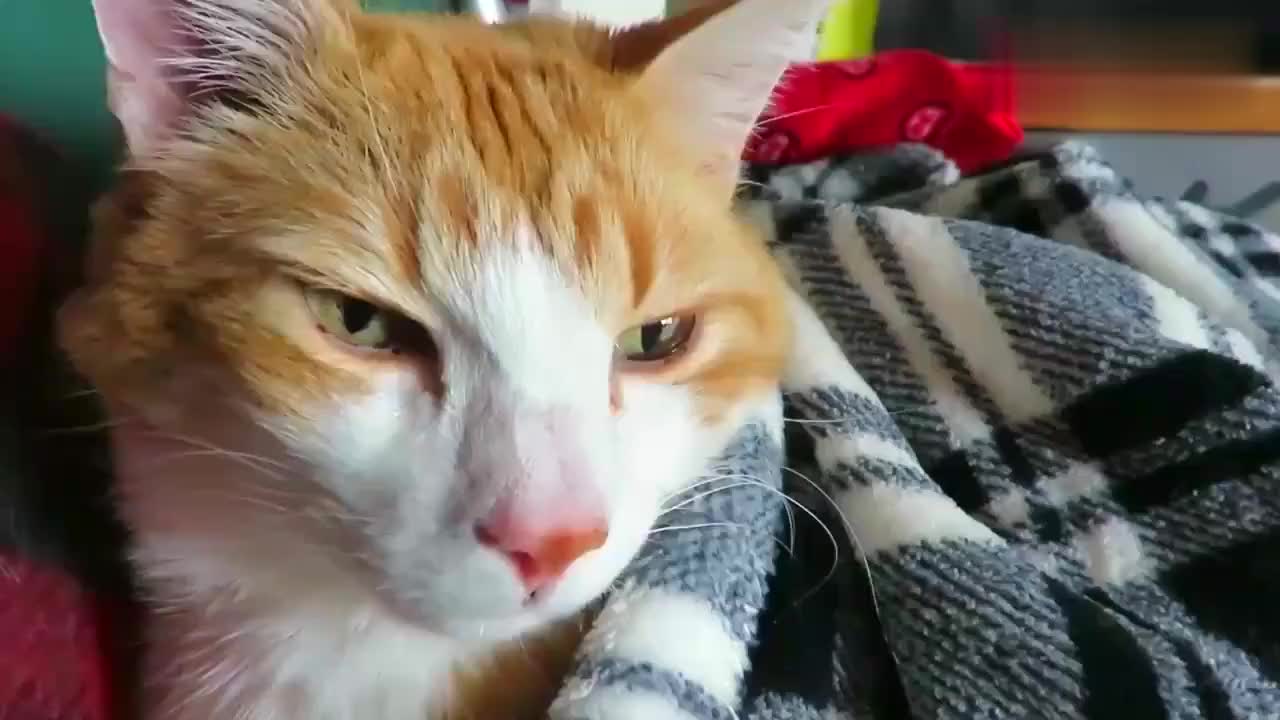 橘猫被吵醒后一脸不爽的表情
