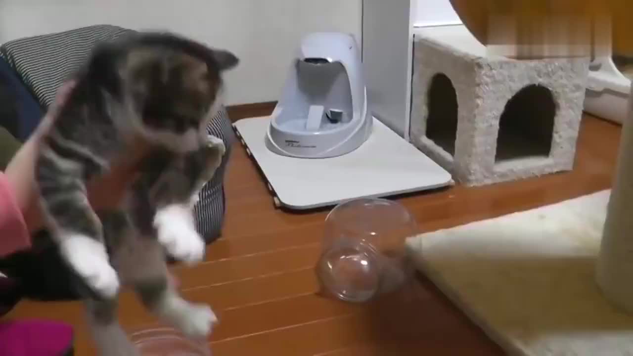 家有萌猫,几只小猫轮流称体重,第二只最配合