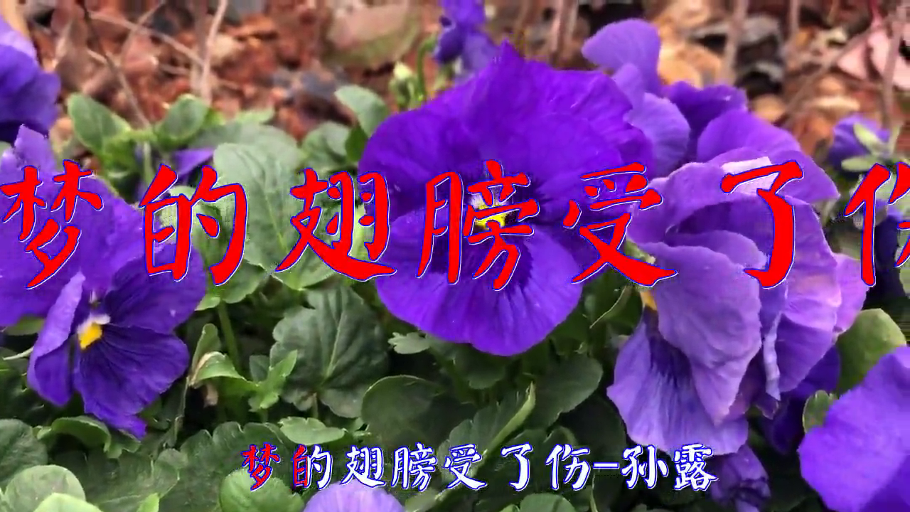 孙露的一首《梦的翅膀受了伤》,空灵震神,如黄莺出谷