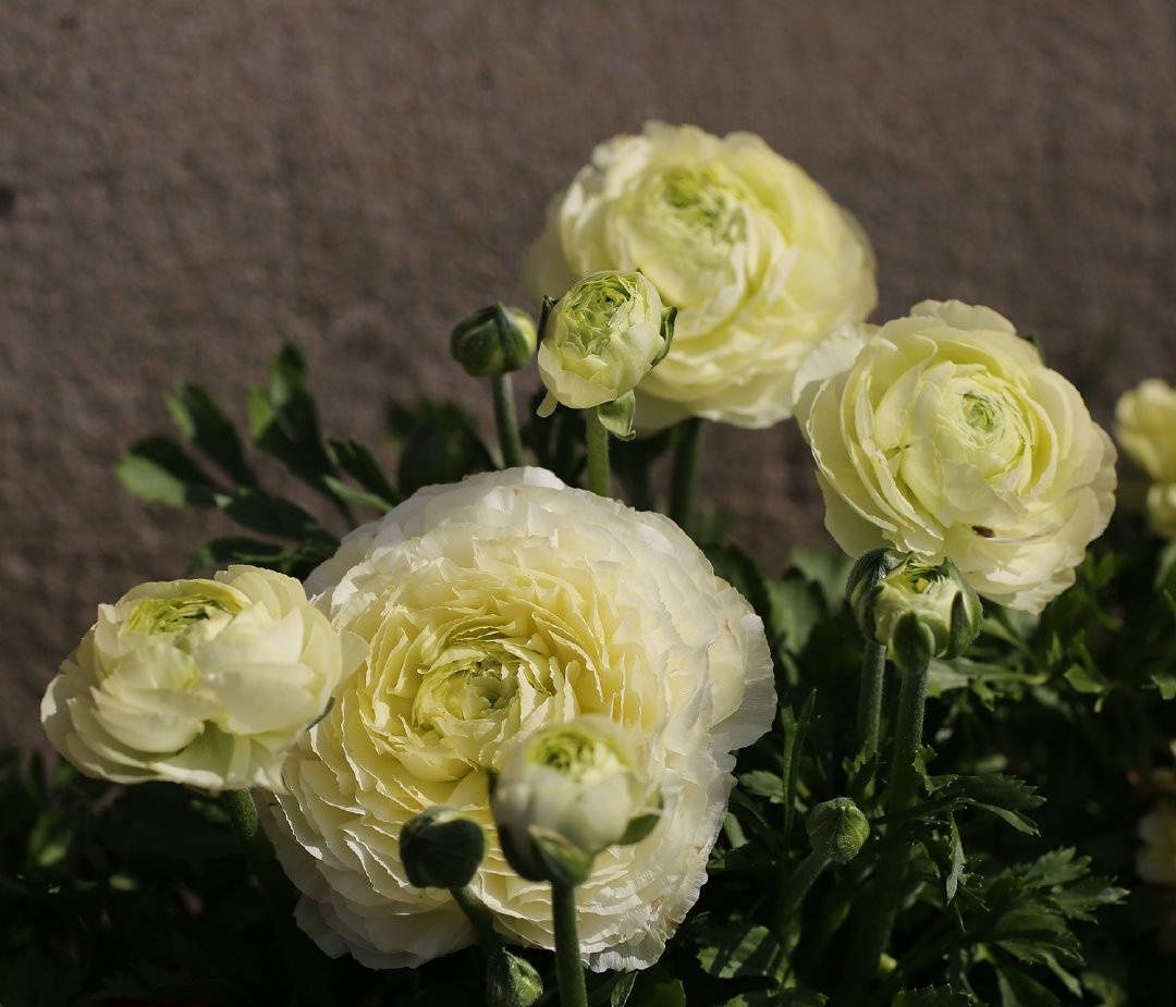 白色带紫色的花毛茛,高贵优雅.奶黄色花毛茛,短装白色花毛茛纯洁无瑕.