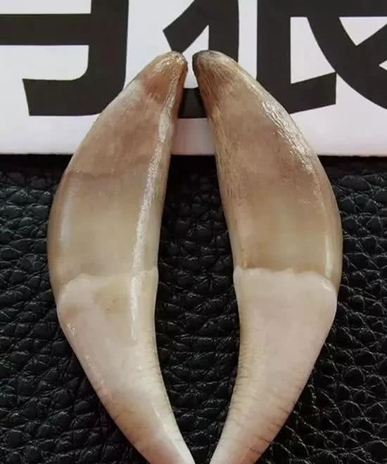 狼牙与狗牙的详细区分|狼牙|狗牙|獠牙|牙尖|狼友_新浪新闻