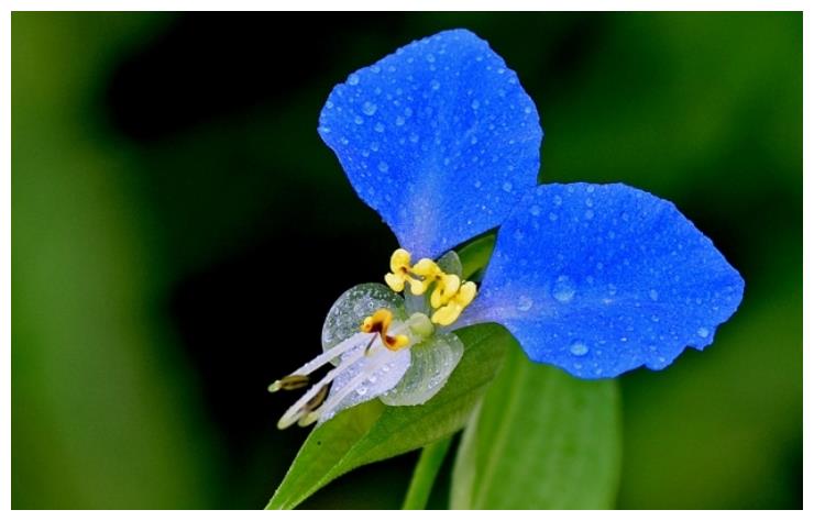 这花生命力"极强",花开满枝"似蝴蝶",30天不管也"精神"