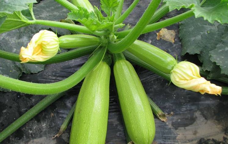 它是4月第一鲜,爽口开胃,尤其适合春季水肿人群西葫芦又叫茭瓜,松瓜