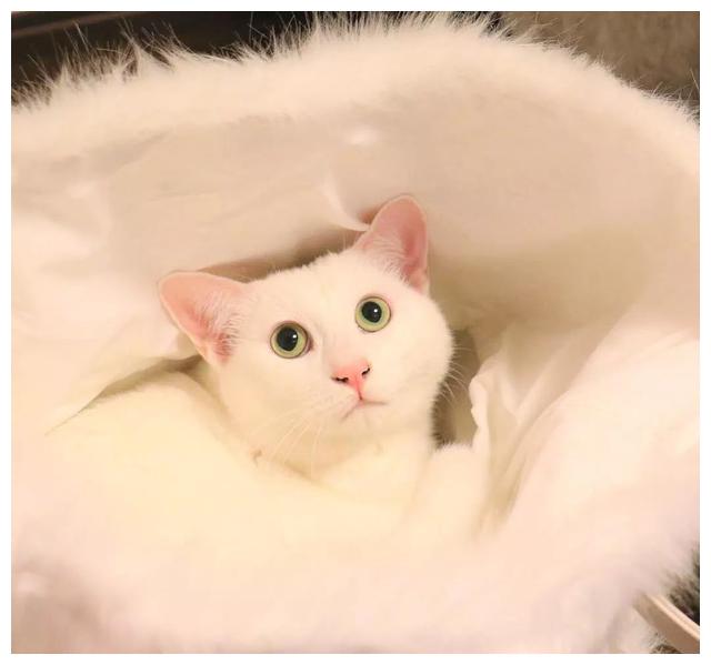 日本猫奴养五只喵,凭借妖娆姿势火遍网络,网友:给我也来一只
