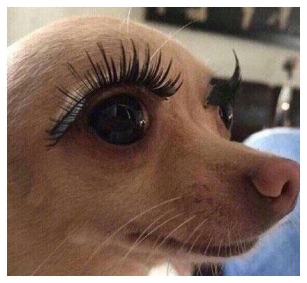 狗狗大闹化妆台,主人以德报怨,把狗狗化妆成绝色美狗