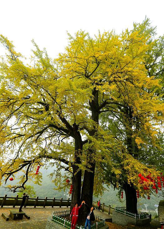 话说,最牛"夫妻银杏"位于四川广安,在当地也是赫赫有名.