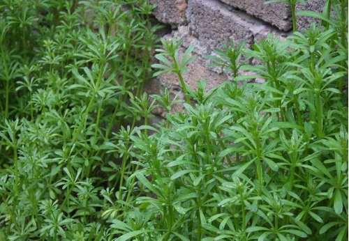 被称"猪殃殃",误认为马齿笕,田间成片,是清热消肿"特效药"