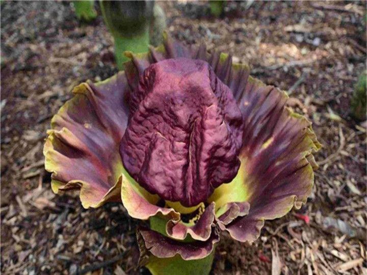 我国出现《鬼吹灯》中的"尸花",臭死人了,还能让人