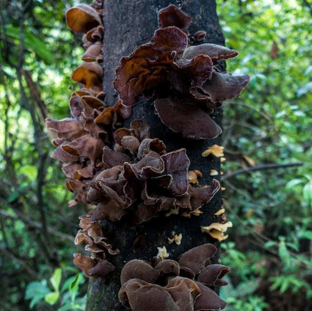木耳长满了整个树干,上面太高的地方没法再摘,树干的雨水还没有干爬树