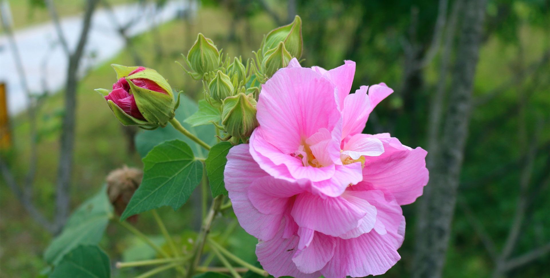 芙蓉花语的奥秘是什么