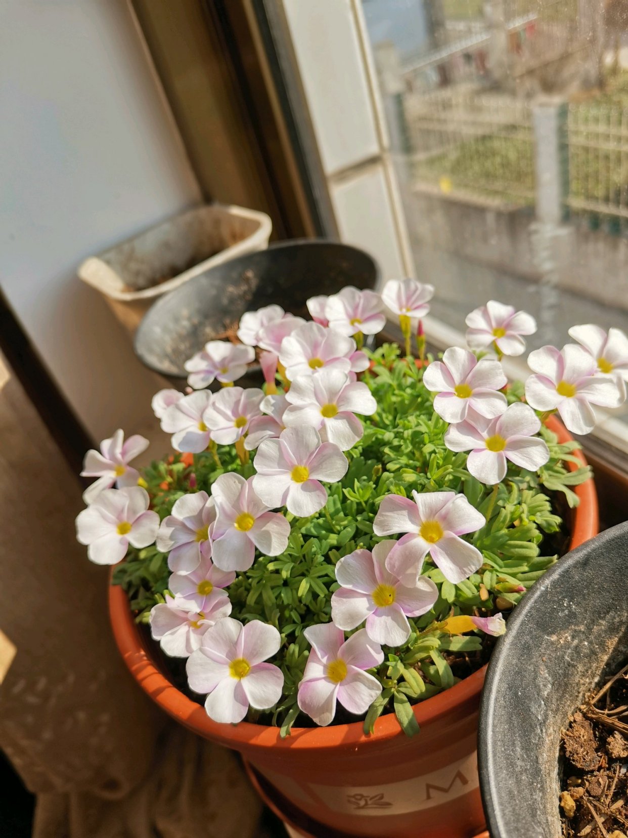 此款盆栽花卉 适合冬天种 丢土里就能活 三季开花 花多易爆盆 此款盆栽花卉 适合冬天种 丢土里就能活 三季开花 花多易爆盆