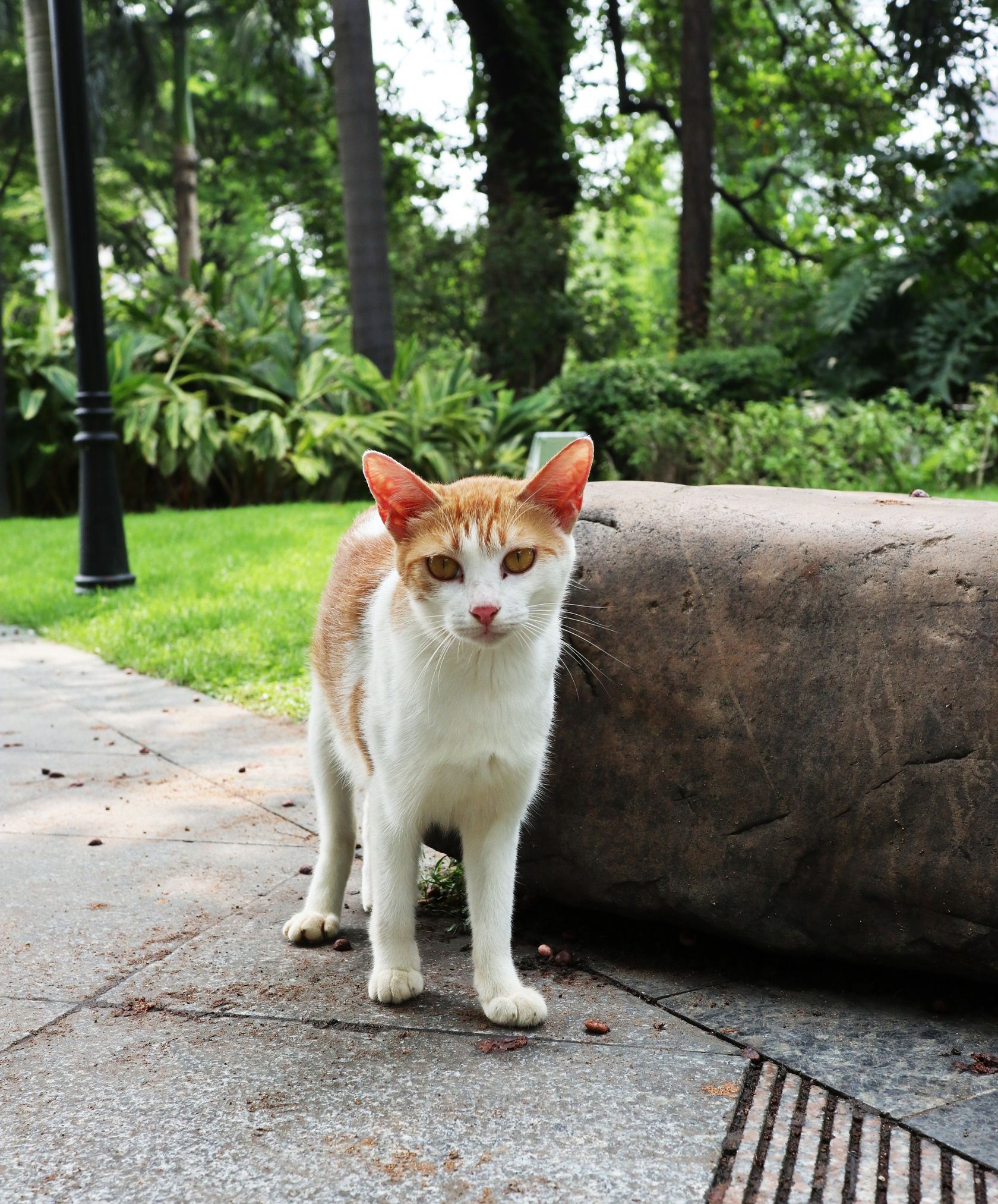 分享小猫咪呆萌照片,可爱的的小模样啊