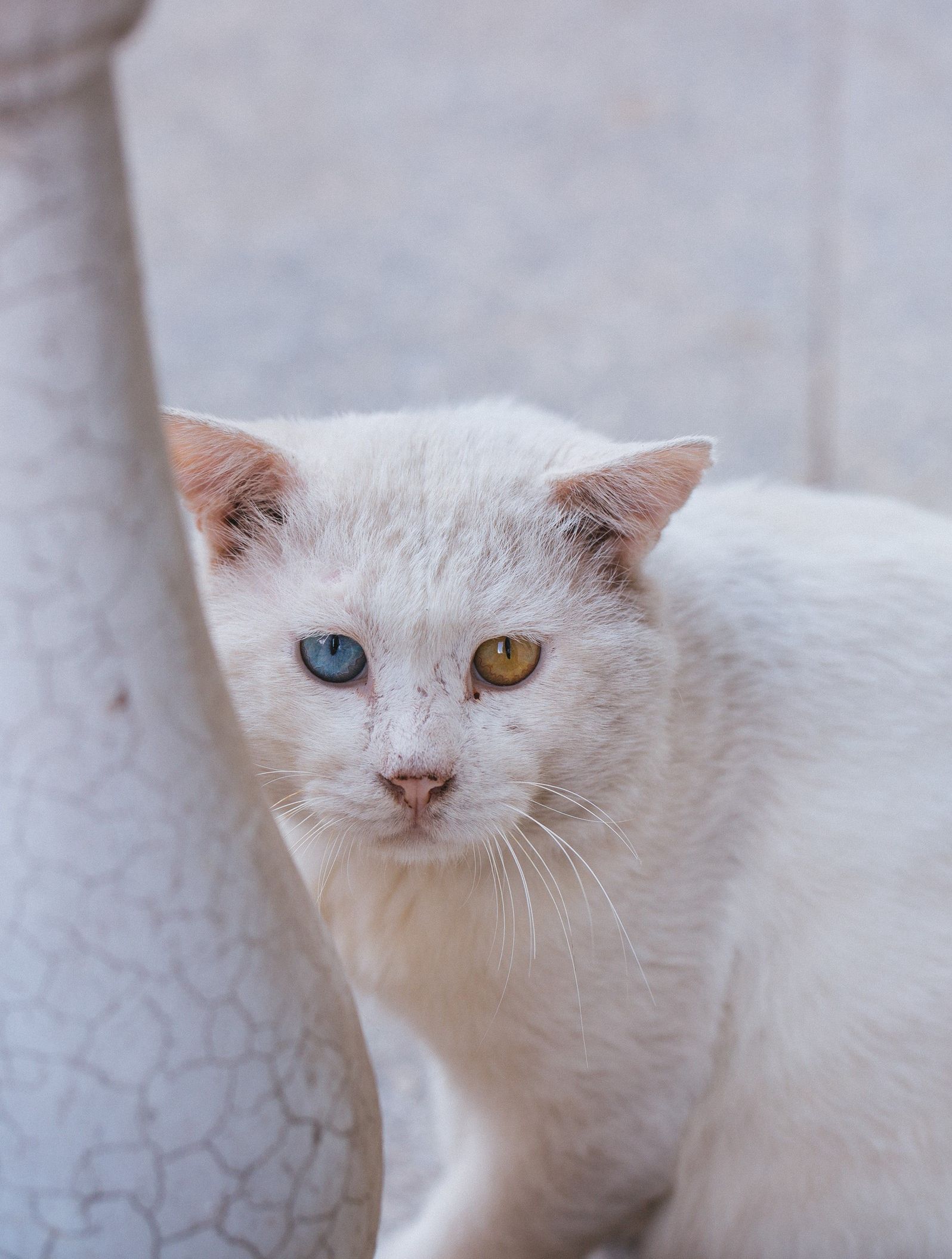 分享小猫咪呆萌照片,可爱的的小模样啊