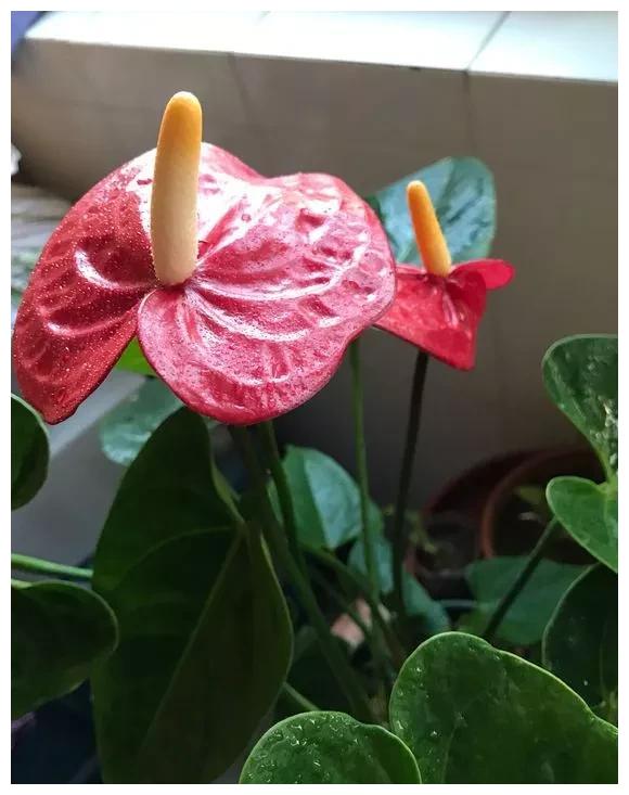 家裡採光差養6種耐陰花光照少也能呼呼長開成花牆太驚人 阿波羅新聞網