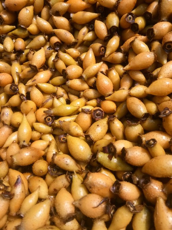 赏物金樱子质地坚硬别具一格