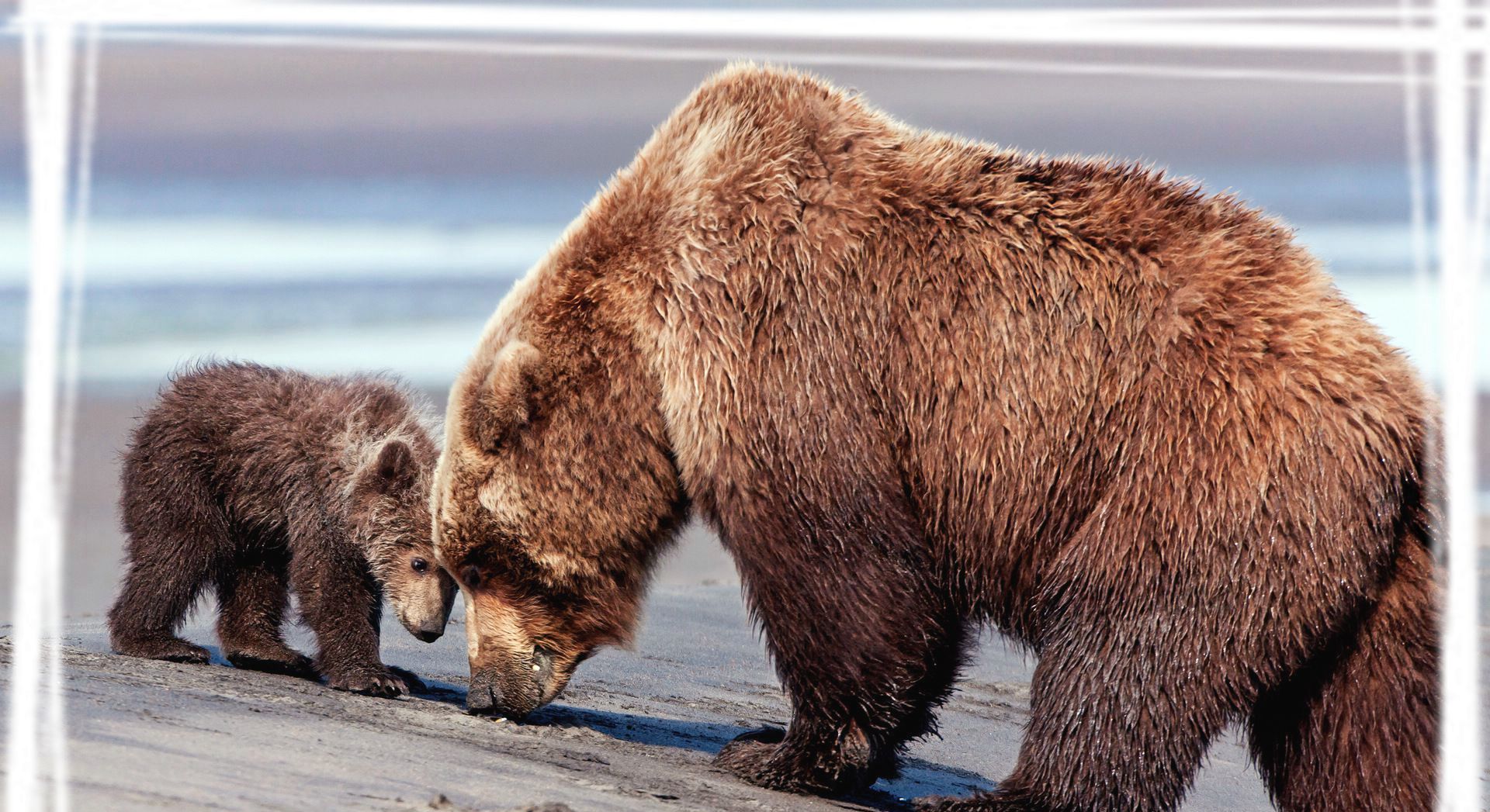 大狗熊高清电脑桌面壁纸图片