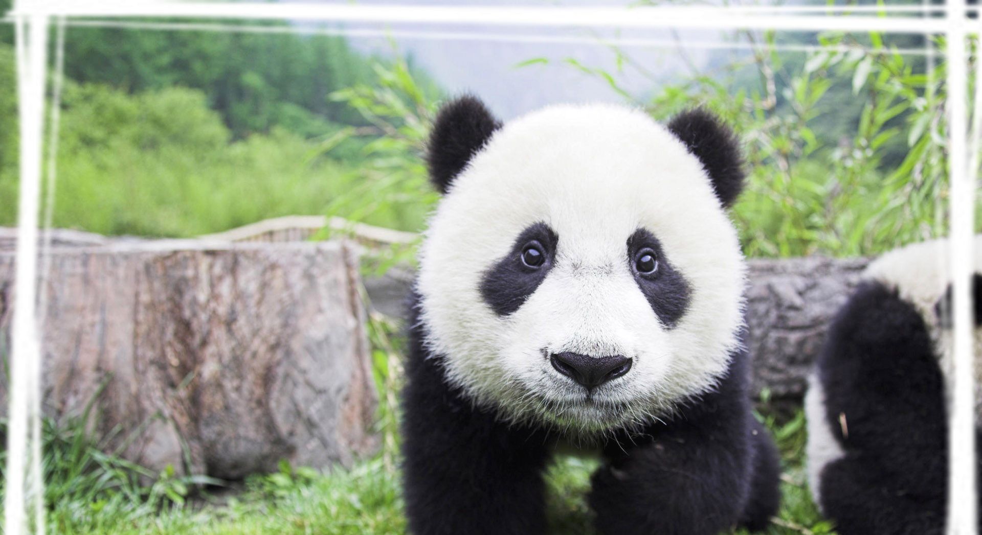 可爱呆萌的熊猫图片桌面壁纸_高清图集_新浪网