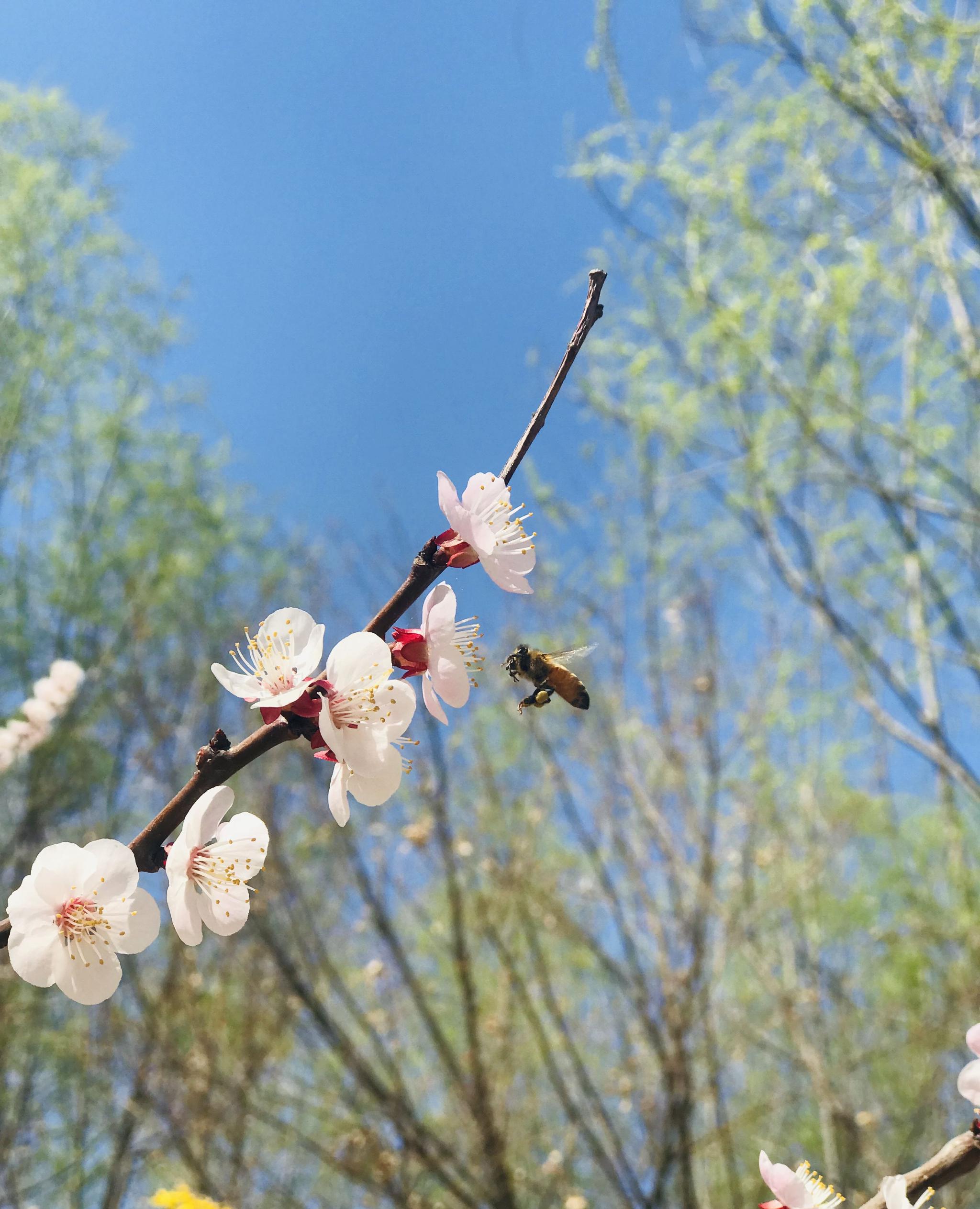 绽放最美春天,最是家乡好春景,到处都是百花香!