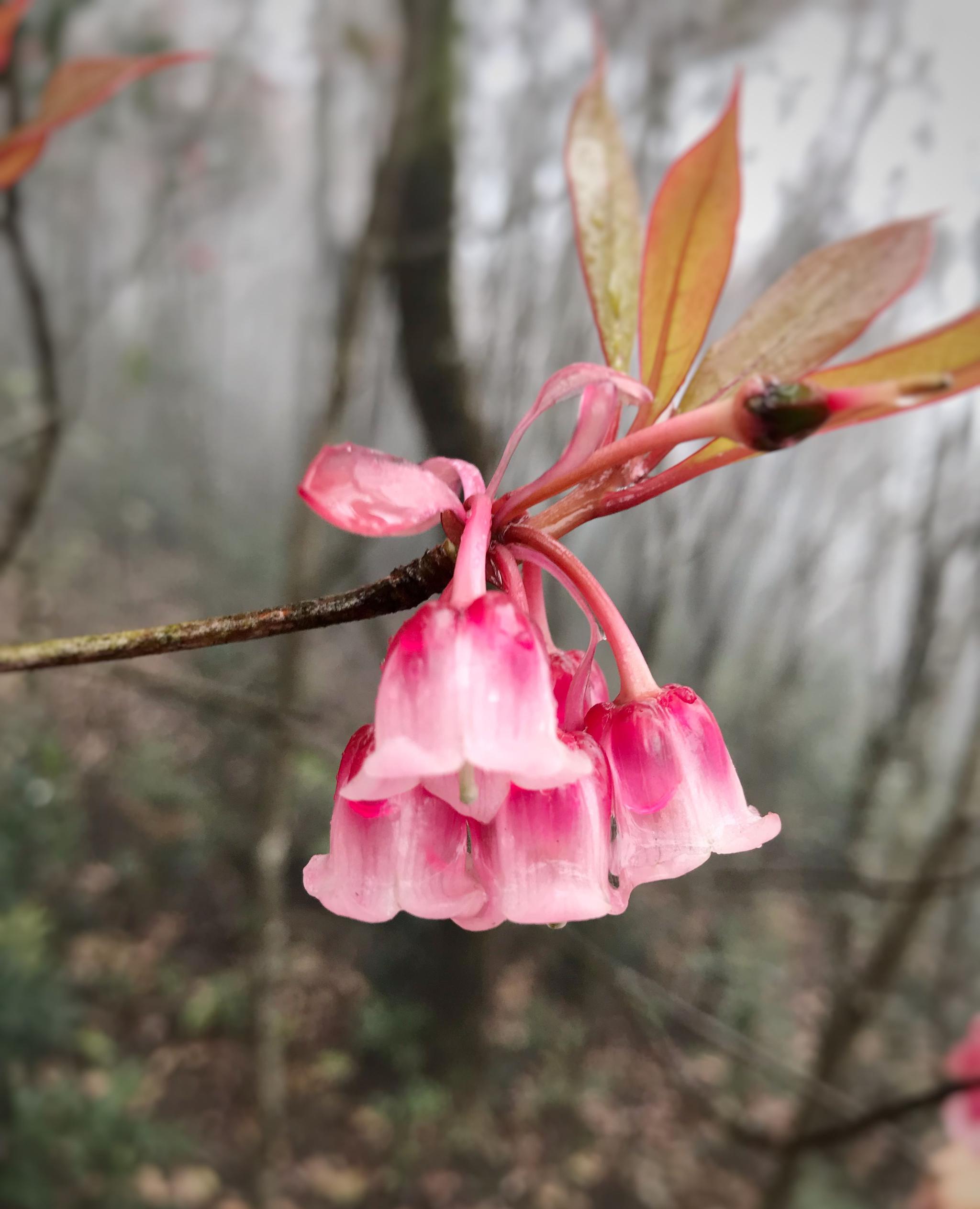春雨润物梧桐山的吊钟花更美啦