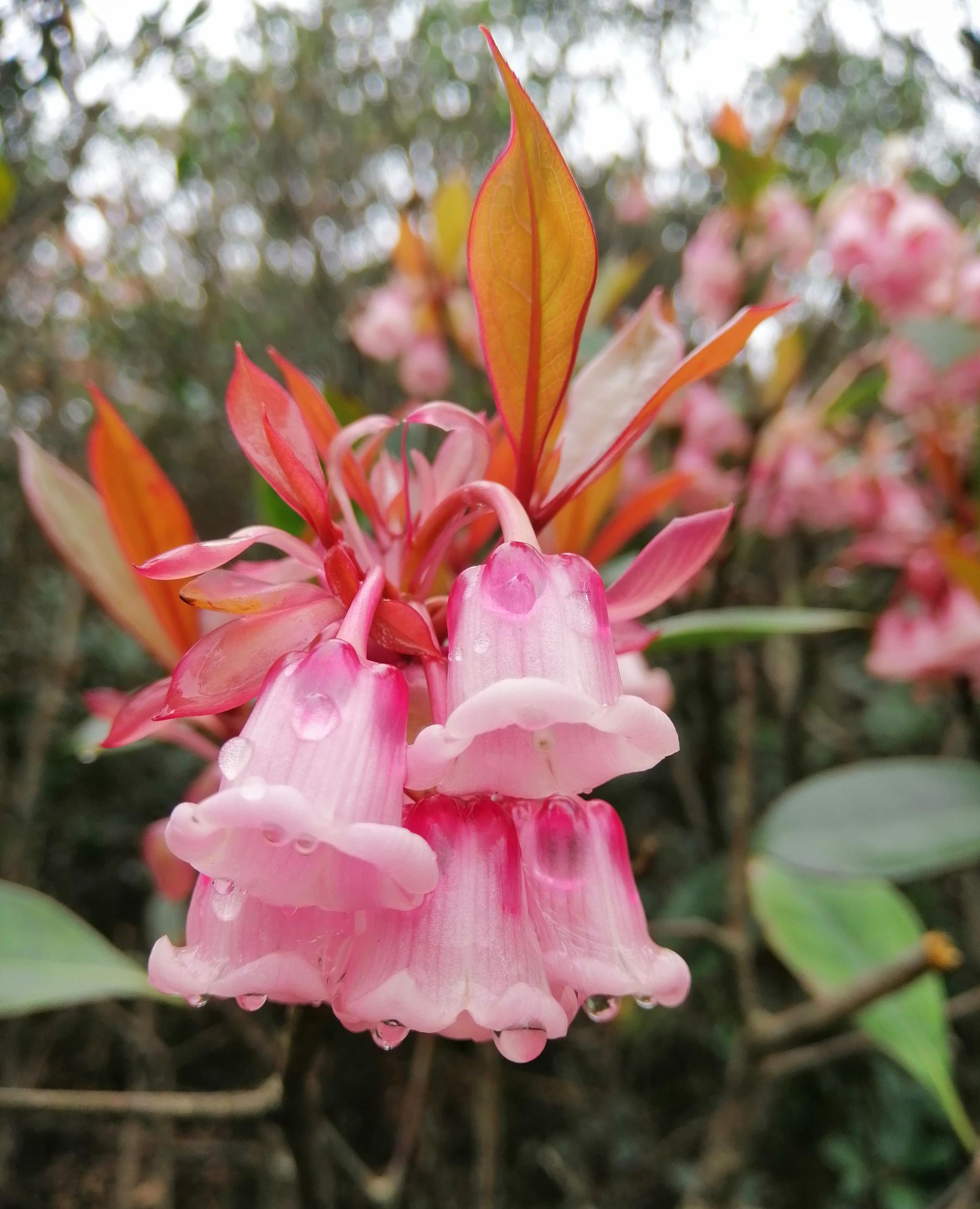 春雨润物梧桐山的吊钟花更美啦